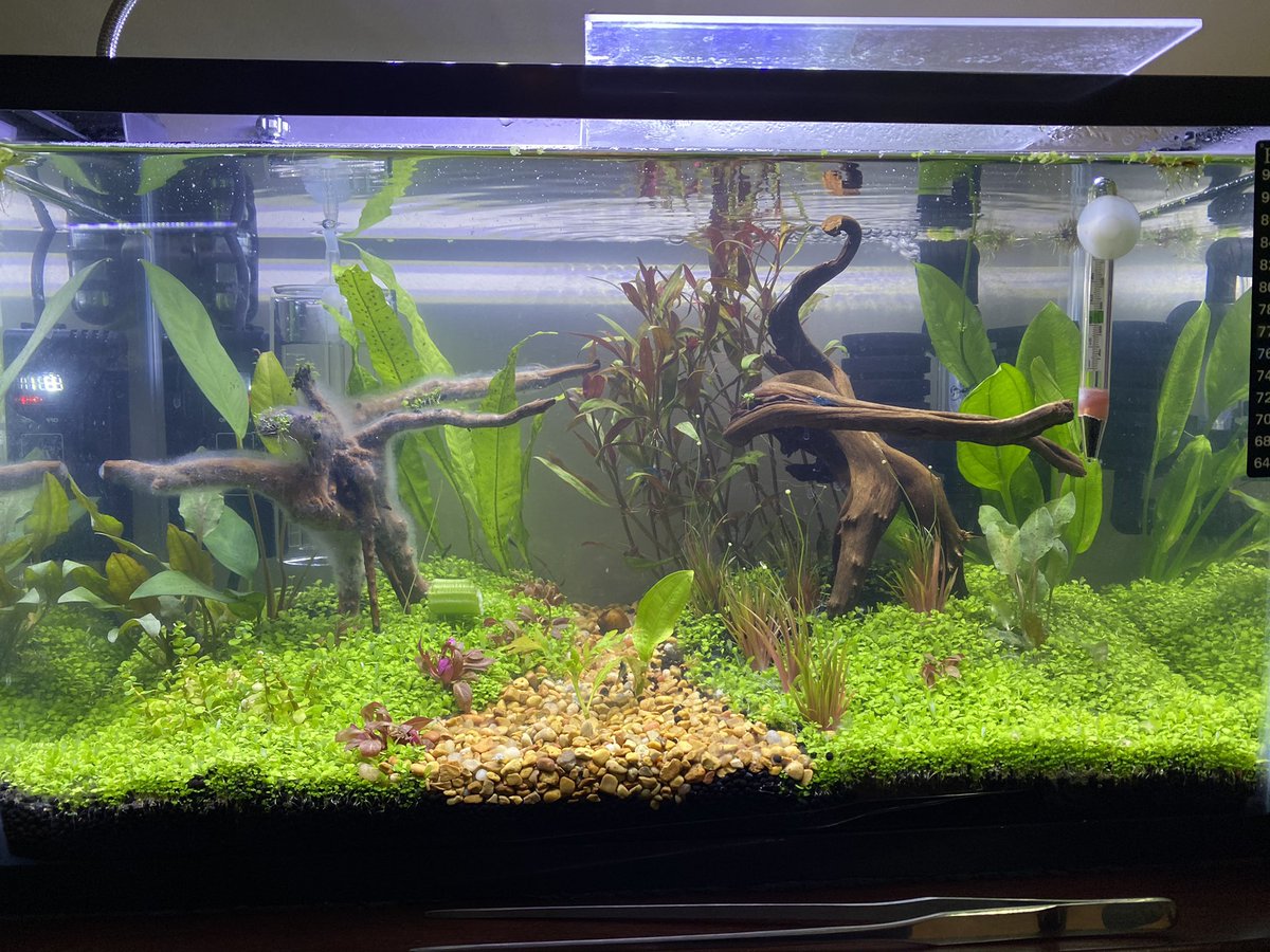 RealPastyLegs's tweet photo. The rest of my plants finally came in the mail yesterday (Rotala robustus ‘mini’, alternanthera reineckii ‘mini’ as well as eriocaulon king crimson) from @abc_plants and I’m very pleased!

My anubais plant is now starting to grow out of the water already
#aquatics #plants https://t.co/IAVJiIDxLc