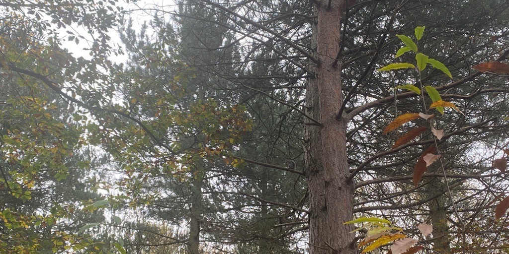 It's #FindItFriday, can you find the 🐿️ I spotted on my afternoon walk today? 

Join in the #TransportTeamLockdownLift and let us know what you find this Friday! 

<a href="/UniKent/">University of Kent</a> <a href="/UniKentStaff/">UniKent Staff</a> <a href="/UniKentStaff/">UniKent Staff</a> <a href="/UniKentEstates/">Estates Department</a> <a href="/KentUnion/">Kent Union</a> <a href="/UniKentSustain/">UniKentSustain</a> <a href="/unikentspace/">@UniKent.Space</a>