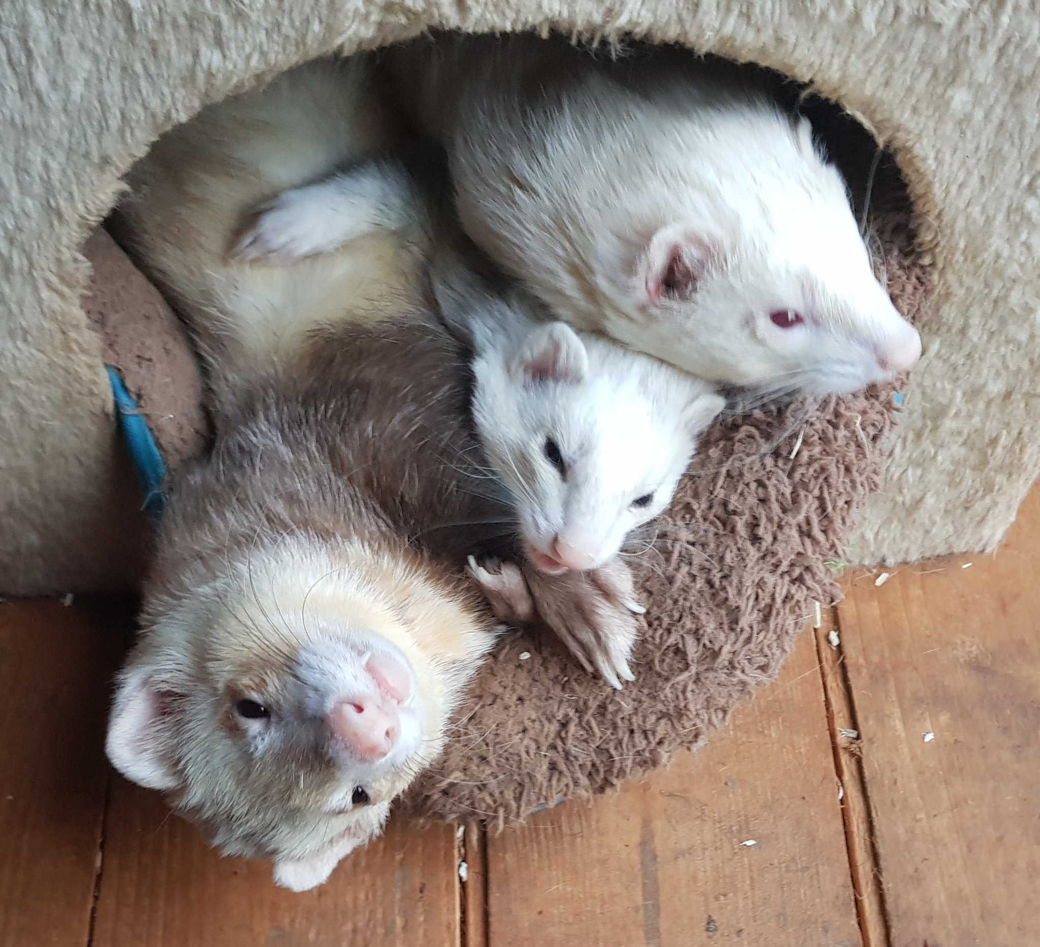 3 ferrets hotsell