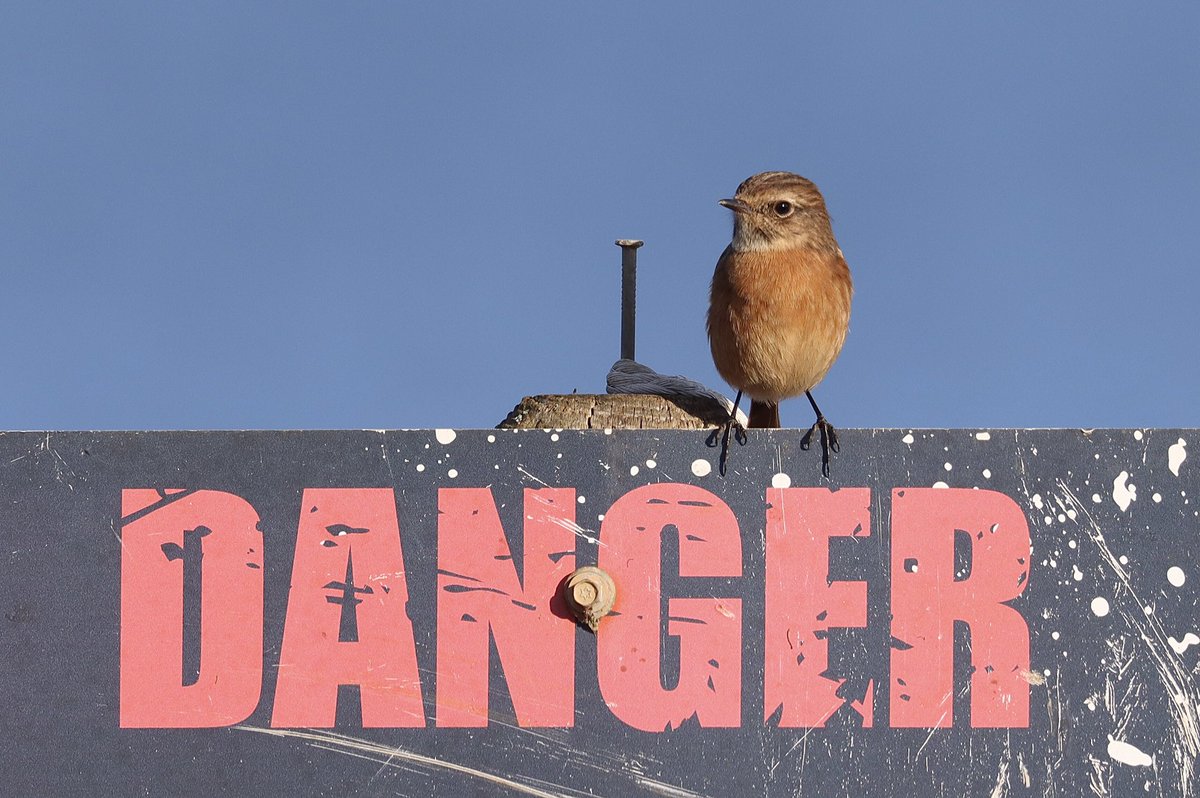 Kevin Morris (@morrisdancer73) on Twitter photo Female Stonechat making sure I was aware of the dangers at High bridge gravel pits this morning. <a href="/Derbyshirebirds/">Derbyshire Ornithological Society (DOS)</a> <a href="/BirdsDerbyshire/">BirdNewsDerbyshire</a> <a href="/DerbysWildlife/">Derbyshire Wildlife Trust</a> <a href="/Natures_Voice/">RSPB</a> <a href="/BBCSpringwatch/">BBC Springwatch</a> Female Stonechat making sure I was aware of the dangers at High bridge gravel pits this morning. <a href="/Derbyshirebirds/">Derbyshire Ornithological Society (DOS)</a> <a href="/BirdsDerbyshire/">BirdNewsDerbyshire</a> <a href="/DerbysWildlife/">Derbyshire Wildlife Trust</a> <a href="/Natures_Voice/">RSPB</a> <a href="/BBCSpringwatch/">BBC Springwatch</a>