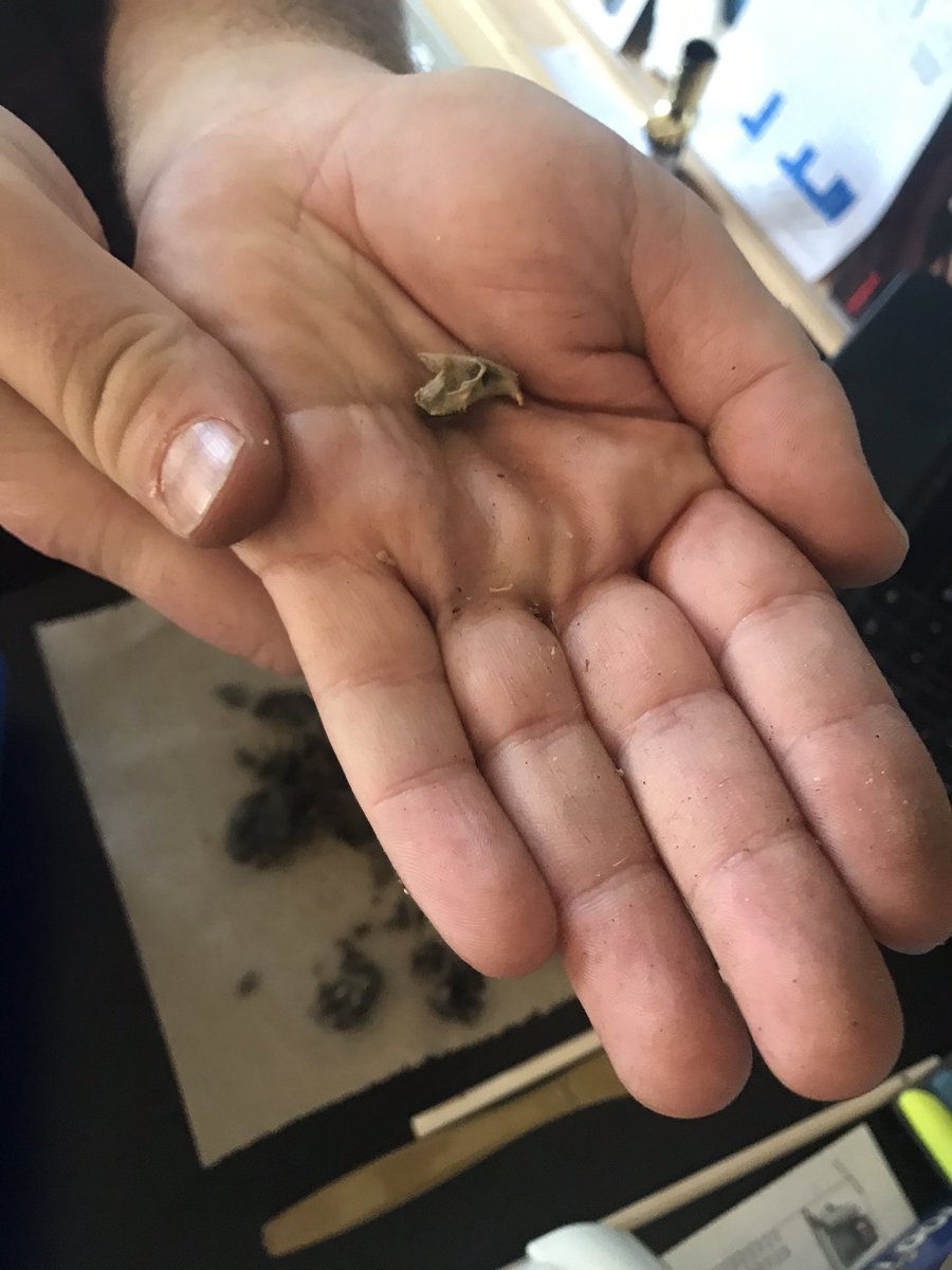 MrAndrewRules1's tweet photo. Mr. Andrew’s class dissected an owl pellet! Lots of critter bones were discovered! #SouthSidePride #BPatriotProud #MacOnBoard https://t.co/JTtFwomDdW