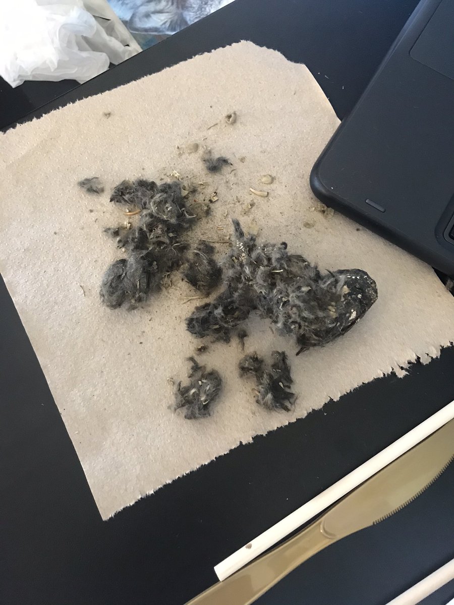 MrAndrewRules1's tweet photo. Mr. Andrew’s class dissected an owl pellet! Lots of critter bones were discovered! #SouthSidePride #BPatriotProud #MacOnBoard https://t.co/JTtFwomDdW