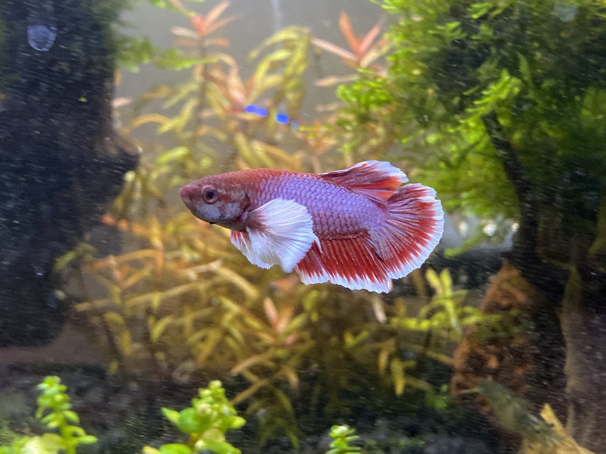 RealPastyLegs's tweet photo. Enjoy this image of the new betta, please help me name him so I don’t have to call him “new betta” for his whole life.
Ps. I will update you guys with a picture of the 10 gal. Once I have the moss (sorry for the spam)
#Bettafish #NAMELESSSHIP #handsomeboy #sorrynotsorry https://t.co/1vDeIIC6nf