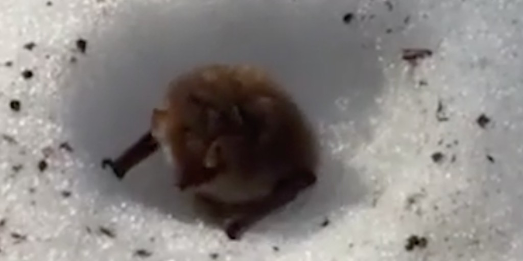 Such a cool discovery! These Ussurian tube-nosed #bats in Japan make tiny igloos to hibernate in! 😍❄️
.
.
.
#NationalGeographic #hibernation #batsareawesome