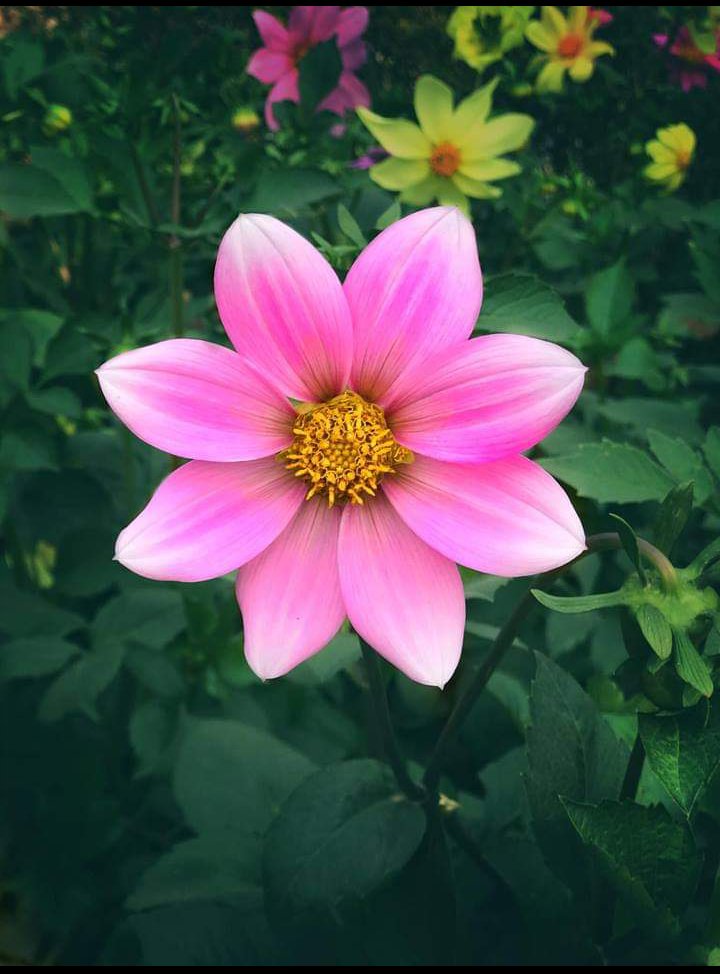ElenaEv40642294's tweet photo. #beautifulflowers #Flowers #USA #nicephoto #USAElections2020 #USElections #welcome #beauty #loveflower #LoveforGifting #flowersonfriday #FLOWERCOLLECTION #flowerssmile
#Smile #queenflower https://t.co/OAjQPon06u