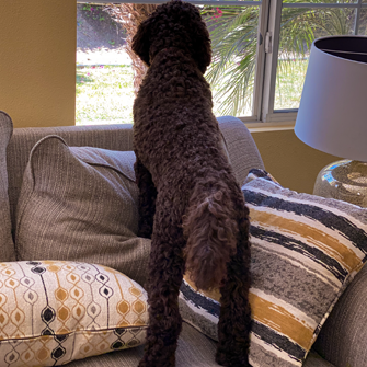 DoodCrew's tweet photo. "Mom, the hummingbirds are at it again, they are trying to take all your juice in that hanging red thing.  Come quick!" ~Enzo
#doodcrew #barkthevote #dogsforbiden #dog #dogs #pets #petstagram #labradoodle #bestdog #dogsoftwitter #pawsup #DemocracyWins https://t.co/0zAA489q4F