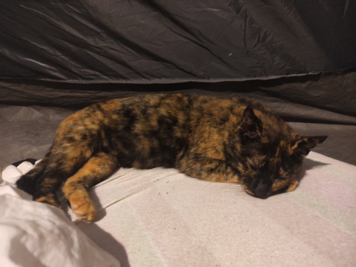 ArthWild's tweet photo. The cat that accompanied me for 2 weeks on #Crete. Always welcomed me when I came back, hung around with me and once we friended up she started sleeping in my tent. The meat that I always had on me could have been a factor in this relationship 😅 she made me happy though. https://t.co/cwhmvgX7uy
