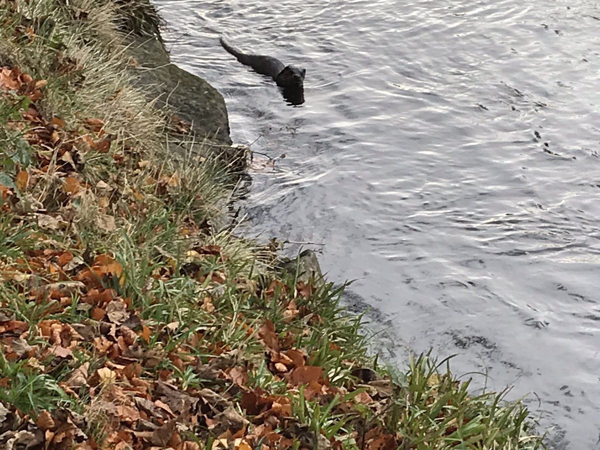 The River Don tweet media