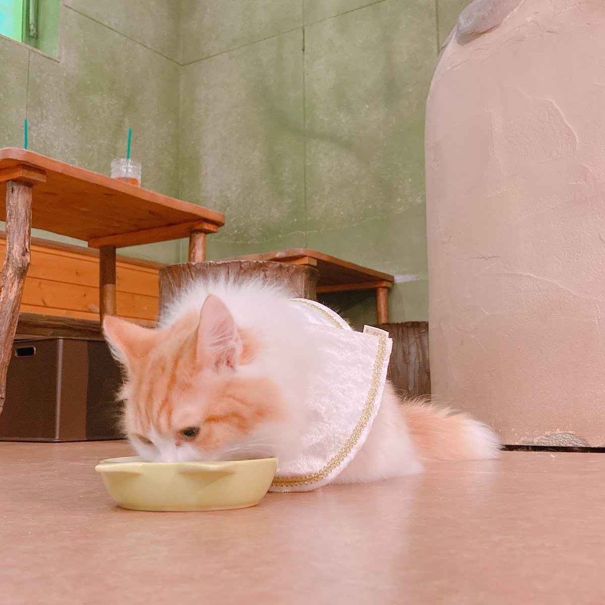 M5n2g's tweet photo. マンチカンが飼いたいアカウントです。 https://t.co/U2h6sv35hV