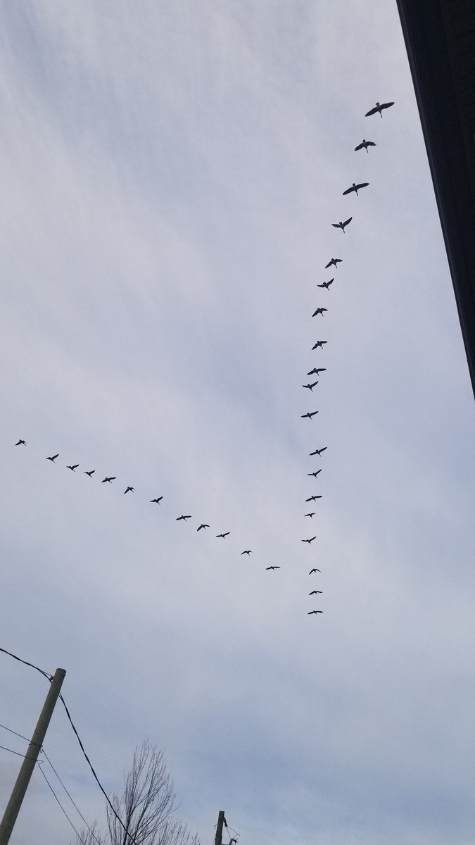 Hey America, I just saw over my house a "V" like in "Victory" coming your way! Even our birds wanted to witness January 20th by themselves!