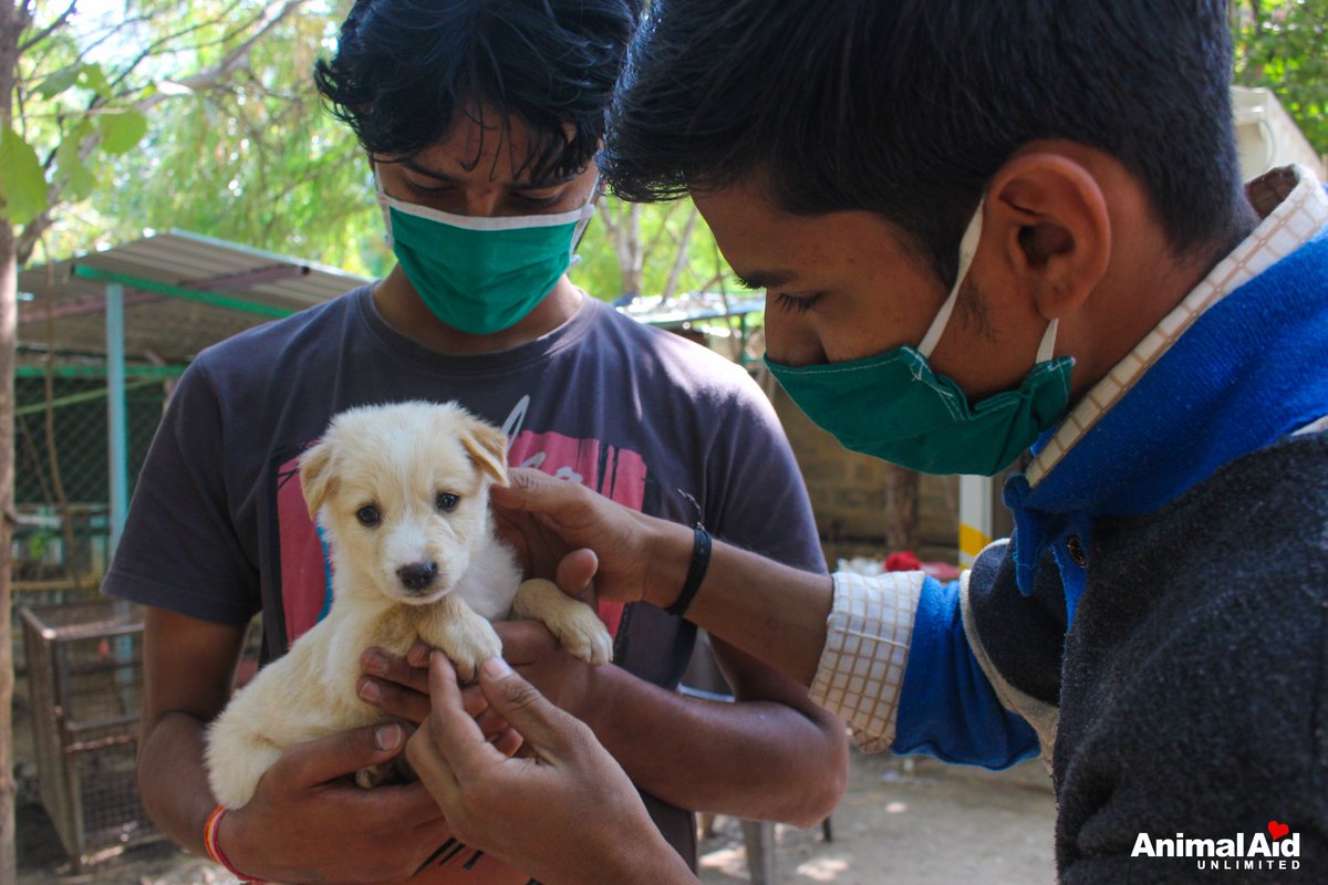 animal aid adoption center