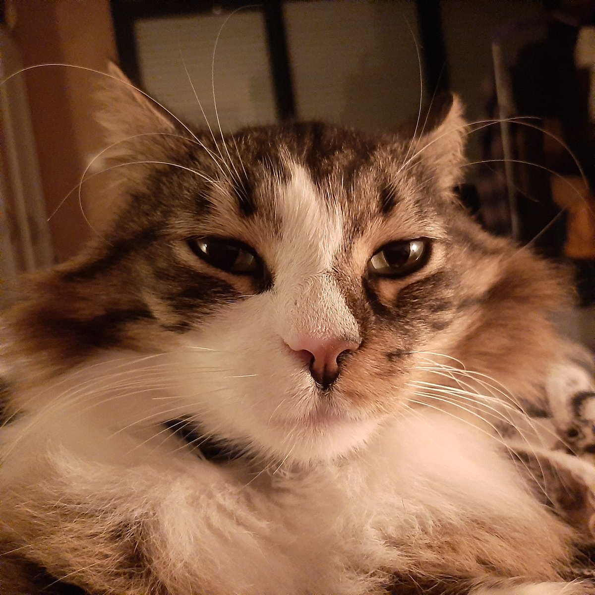 Bisou_le_chat's tweet photo. Vous préférez comment? Crinière Plaquée ou ébouriffée?
#hairstyle #viedechat https://t.co/09NN4C6Atm