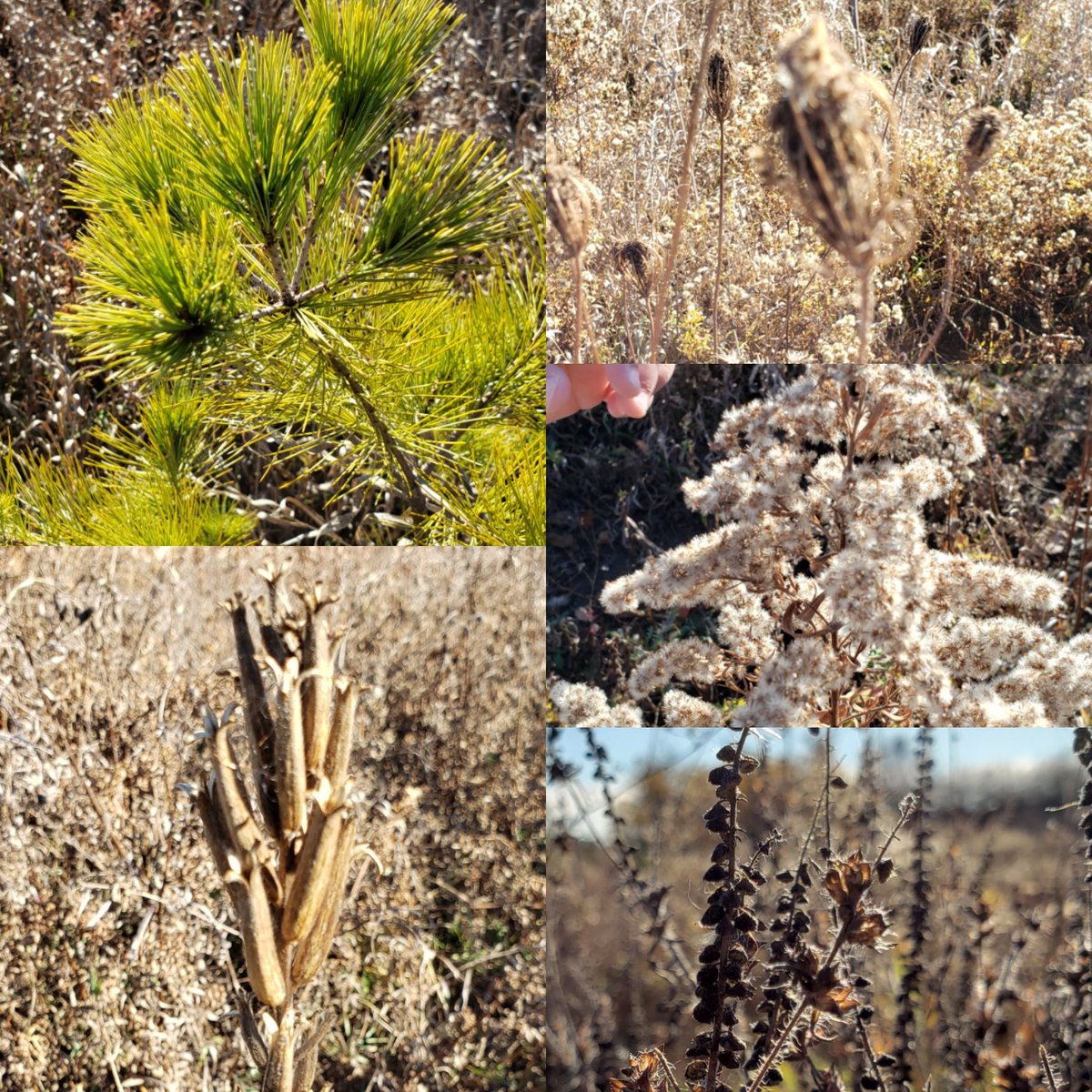 PlaydohRepublic's tweet photo. "Life moves pretty fast. If you don't stop and look around once and a while, you could miss it." (Ferris Beuller's Day Off) Discovering nature. Comparing mushrooms? "Why are the mushrooms here on a tree?" #earthursday #walkingcurriculum https://t.co/kcys3ZhrQQ