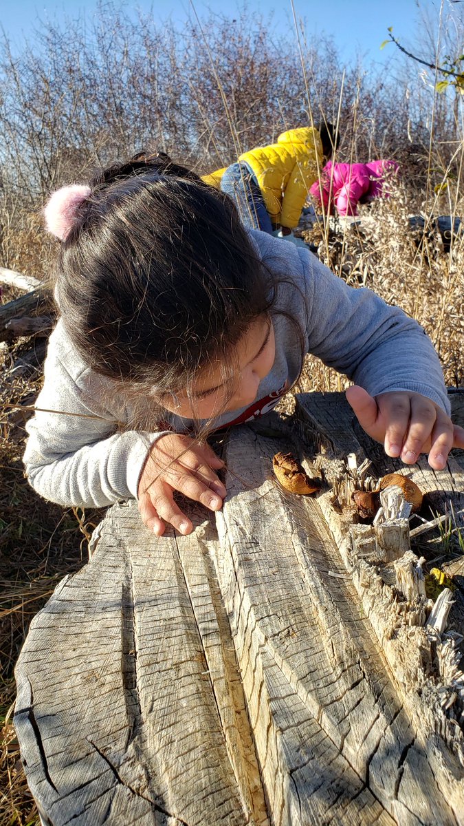 PlaydohRepublic's tweet photo. "Life moves pretty fast. If you don't stop and look around once and a while, you could miss it." (Ferris Beuller's Day Off) Discovering nature. Comparing mushrooms? "Why are the mushrooms here on a tree?" #earthursday #walkingcurriculum https://t.co/kcys3ZhrQQ
