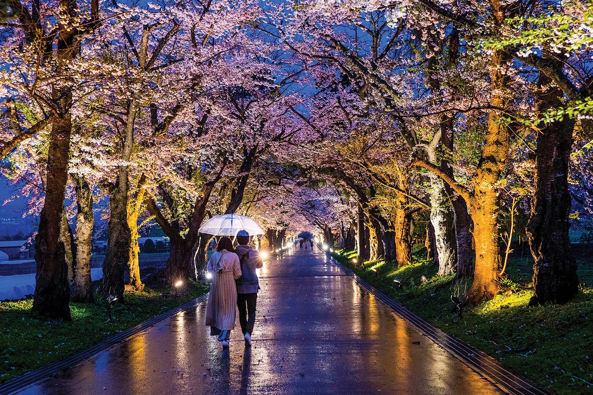 A couple shares an umbrella walking in the evening under a grove of cherry blossom trees.
