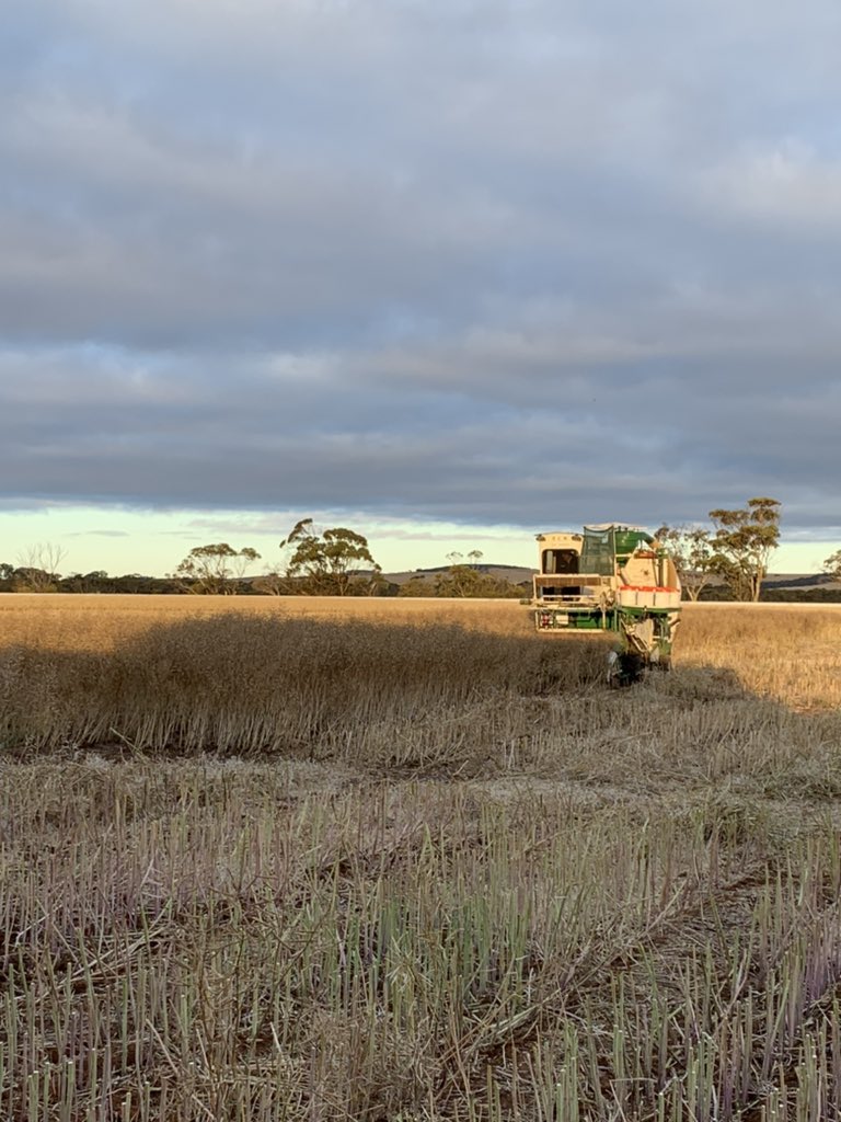 Reaping Canola BL treatment trials late on Friday the 13th 😬 The boss rocks up bringing out the bbq and cooking a bit up for the troops. Great work <a href="/MatthewHaarsma/">Matthew Haarsma</a> 👌🏽🍻