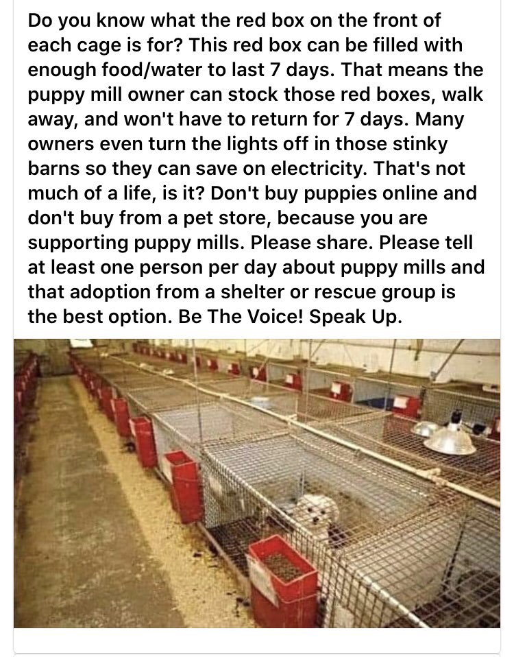 catlowry54's tweet photo. Instead of Ho Ho Ho this #christmas- make it a No No No to #buyingapuppy. Because if you think this is OK,I recommend a stuffed toy! Find your moral compass!This has to stop!Be part of #pullingtheplug on this #cruelindustry that is #puppyfarming!This is no life for a dog! https://t.co/hAKtrnQFZ6