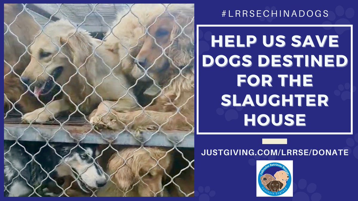 lrrse labrador rescue