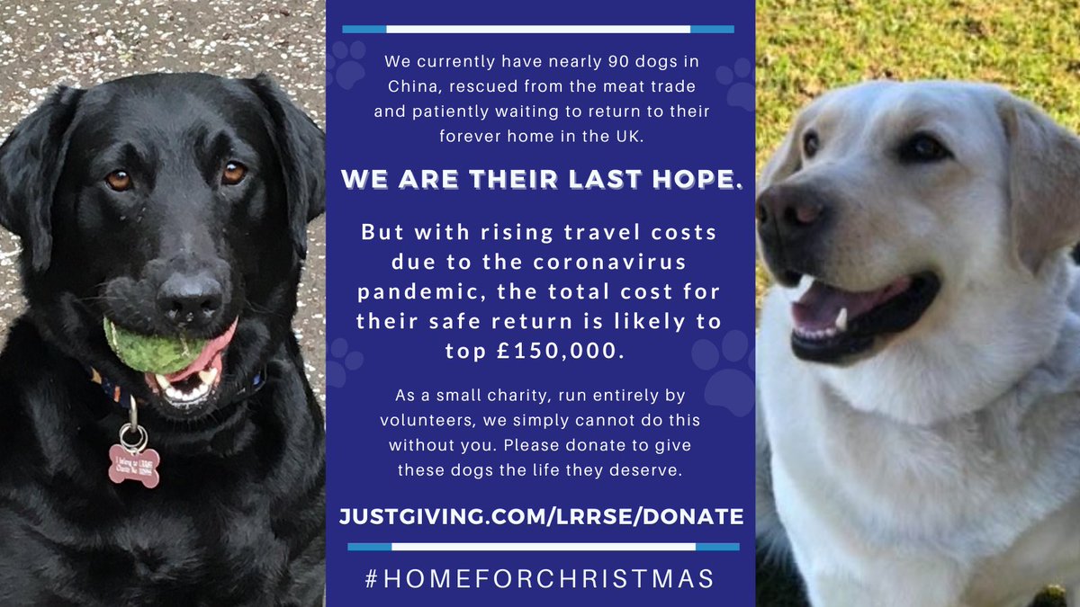 lrrse labrador rescue