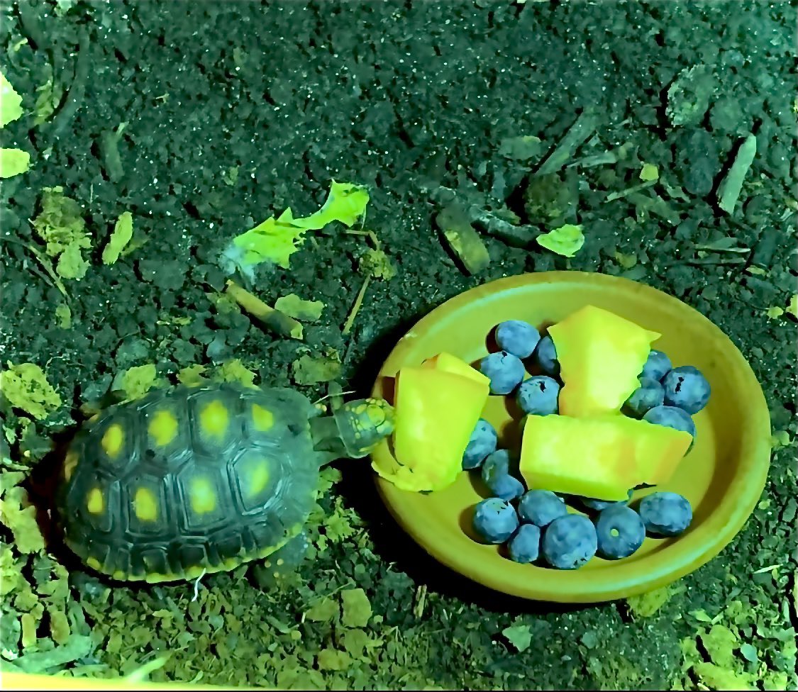 HouseBillings's tweet photo. This is Grape! Our #rescued baby #redfoottortoise show him some love! #blueberries for #breakfast #youtube #turtles #tortoise #housebillings #animals come join the #billingsfam #LinkInBio #FridayFeeling https://t.co/u0WwC0ONnH
