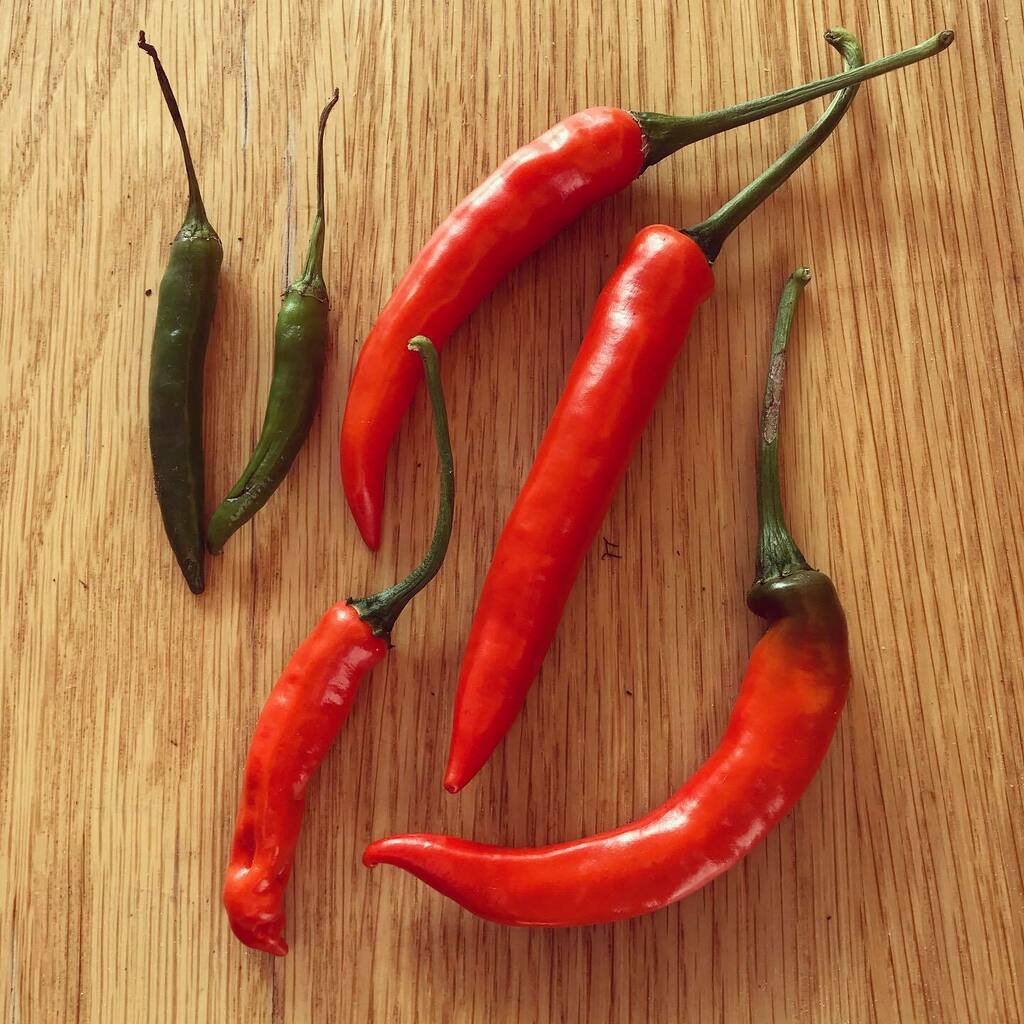 BreadBakerDani's tweet photo. Harvesting the home grown chillies. Will they be hot or not? Always a bit of a roulette. I’ll dry these to brighten my dishes over the Winter. #chilli #chillies #chillies🌶 #hotchillies https://t.co/nIqBoQPkRZ https://t.co/87wEQv83Ep