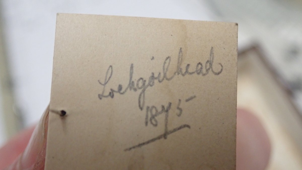 weebeastie75's tweet image. Look what I found in a storebox @hunterian #EntomologyCollections @ukglowworms. Glow worms! - Lampyris noctiluca! A male + female and + 1 m.i.a. Last shone in Lochgoilhead in 1875. The only record I could see nearby was for the &apos;Rest and be thankful&apos; in 1901. #Lampyridae #beetles