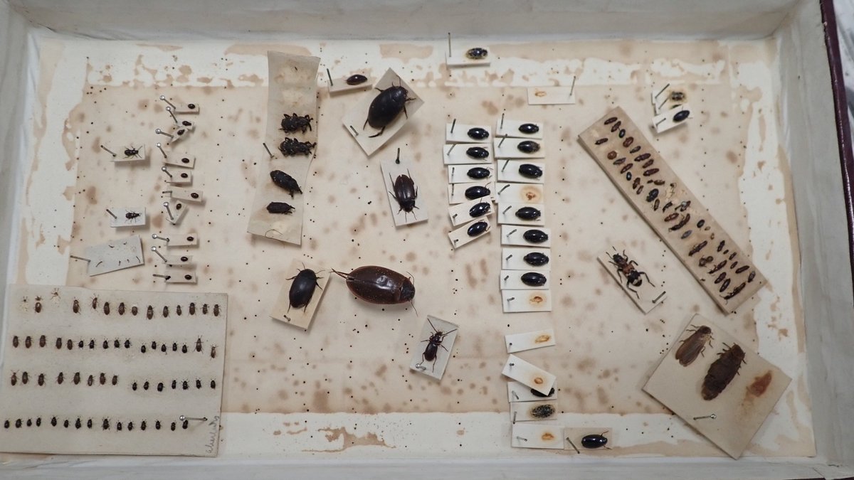 weebeastie75's tweet image. Look what I found in a storebox @hunterian #EntomologyCollections @ukglowworms. Glow worms! - Lampyris noctiluca! A male + female and + 1 m.i.a. Last shone in Lochgoilhead in 1875. The only record I could see nearby was for the &apos;Rest and be thankful&apos; in 1901. #Lampyridae #beetles