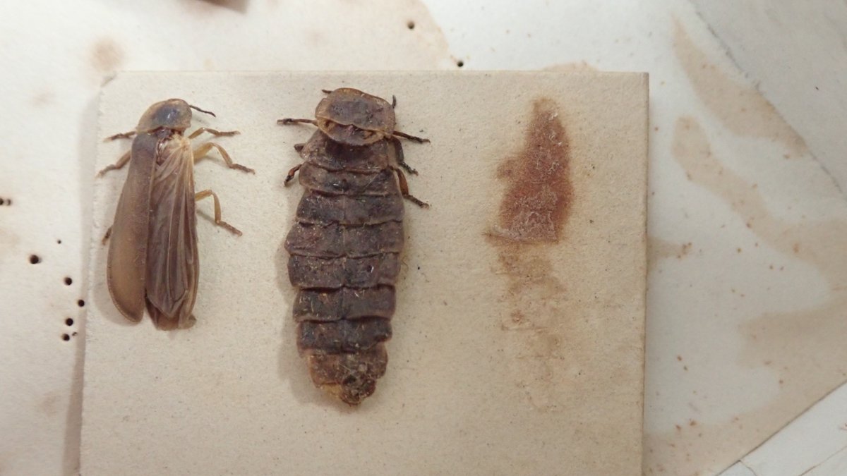 weebeastie75's tweet image. Look what I found in a storebox @hunterian #EntomologyCollections @ukglowworms. Glow worms! - Lampyris noctiluca! A male + female and + 1 m.i.a. Last shone in Lochgoilhead in 1875. The only record I could see nearby was for the &apos;Rest and be thankful&apos; in 1901. #Lampyridae #beetles