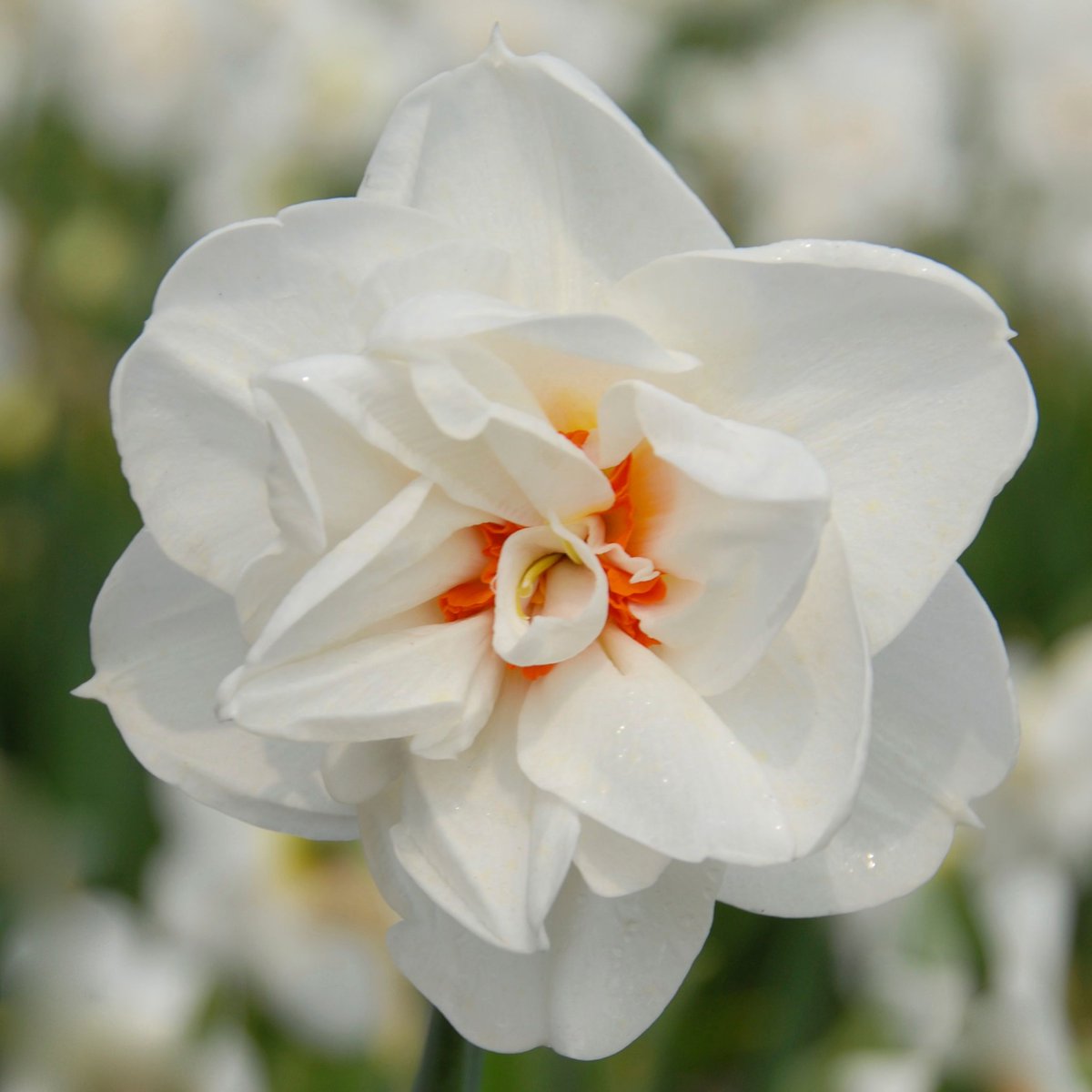 No words needed. Today we show you narcissus Acropolis! Double white flowers with orange-red in the center. Also, the scent is very pleasant. #183varieties #ppennings #flowerbulbs #garden #holland #narcissus #daffodil #grower