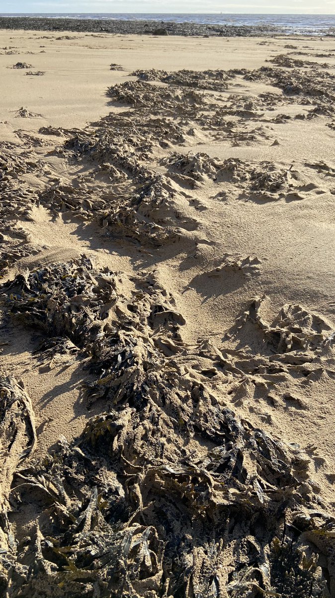 MarkSmales's tweet image. #sandpatterns #beach #seaweed #flamborough #eastyorkshire