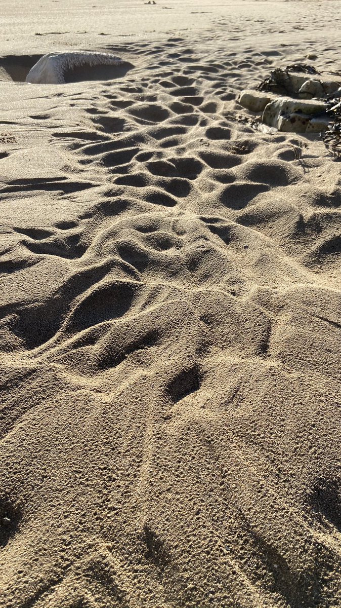 MarkSmales's tweet image. #sandpatterns #beach #seaweed #flamborough #eastyorkshire