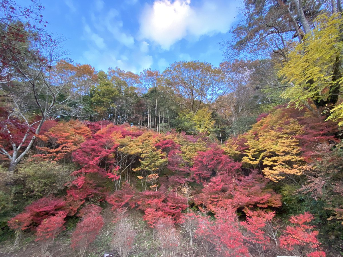 Mosslight Led Led照明付テラリウム 神戸市立森林植物園の紅葉は今週末が見頃です 夜はライトアップとモスライトを楽しんで下さいね 11月30日まで