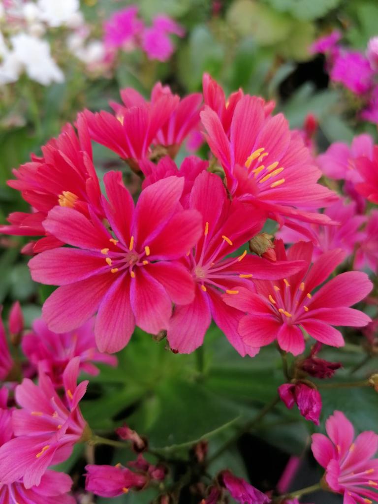 countrylifegc's tweet photo. Bright Lewisia Cotyledon Hybrids originate from western North America and are a fantastic rock garden plant 🌸 

#CountryLifeGardenCentres #GardeningMakesPeopleHappy #Flowers https://t.co/hoFWtS9z7m