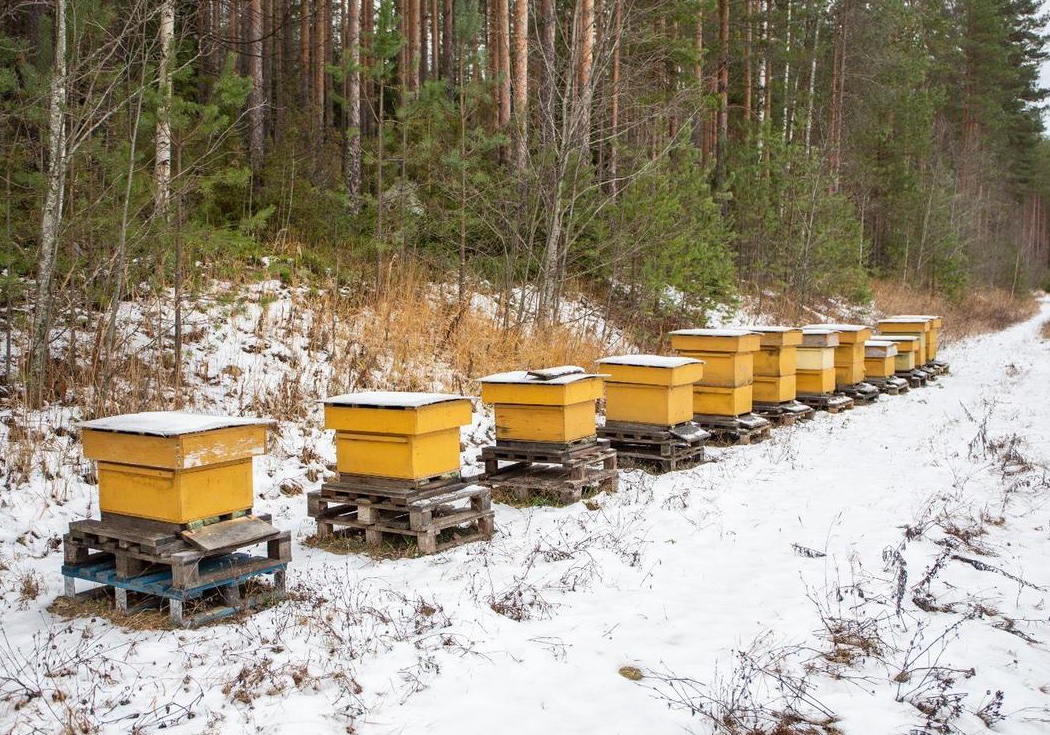 Hardy bees and well insulated hives are essential for getting through the winter in Finland. I'd be interested to see how our colonies would get on. #finnishbees #bhpqueens