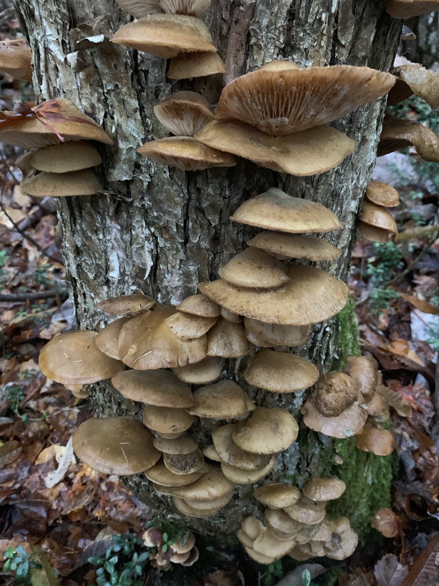 テツ 茸と山野草を愛でる会 仮 ムキタケはムキタケでも両者は違う オソムキタケとムキタケ はっきりと分かるかどうかと言われれば微妙だが 違いは確認できる ムキタケの仲間は非常に面白いキノコだと思う