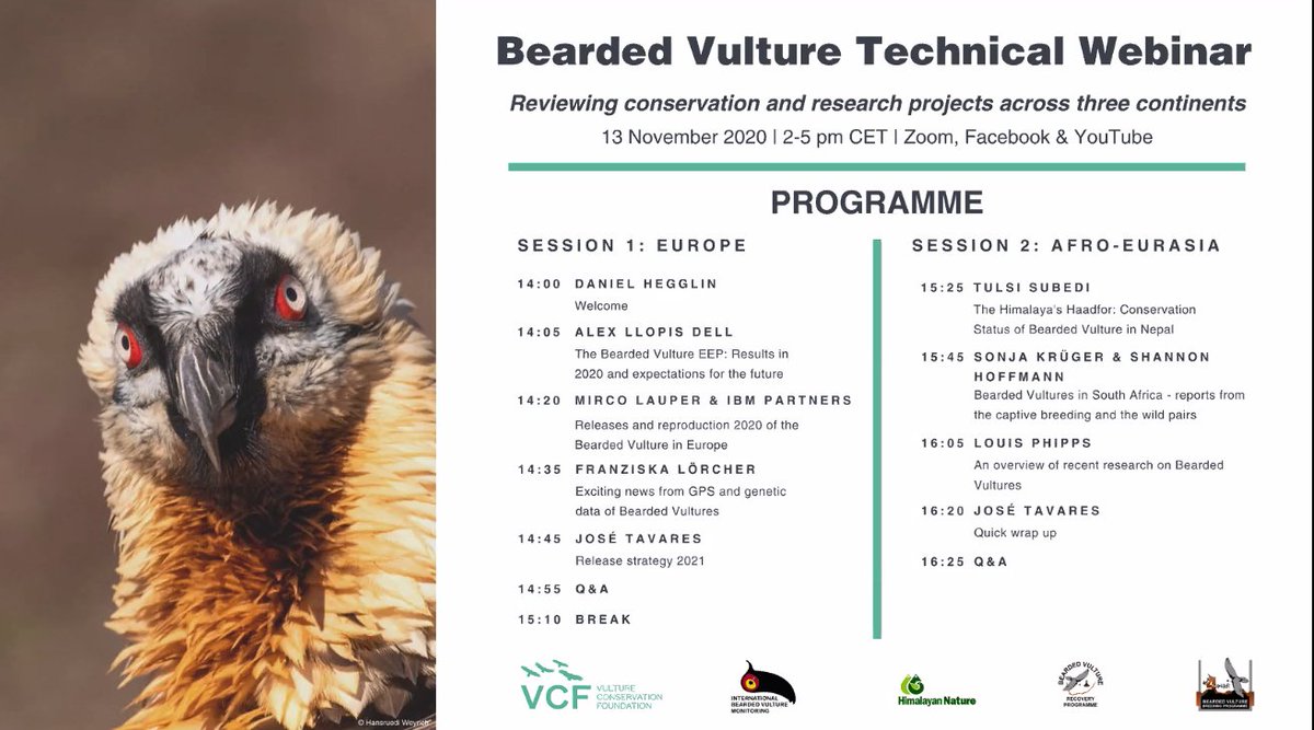 Timetable below! It's welcome to all, and look at that vulture face!