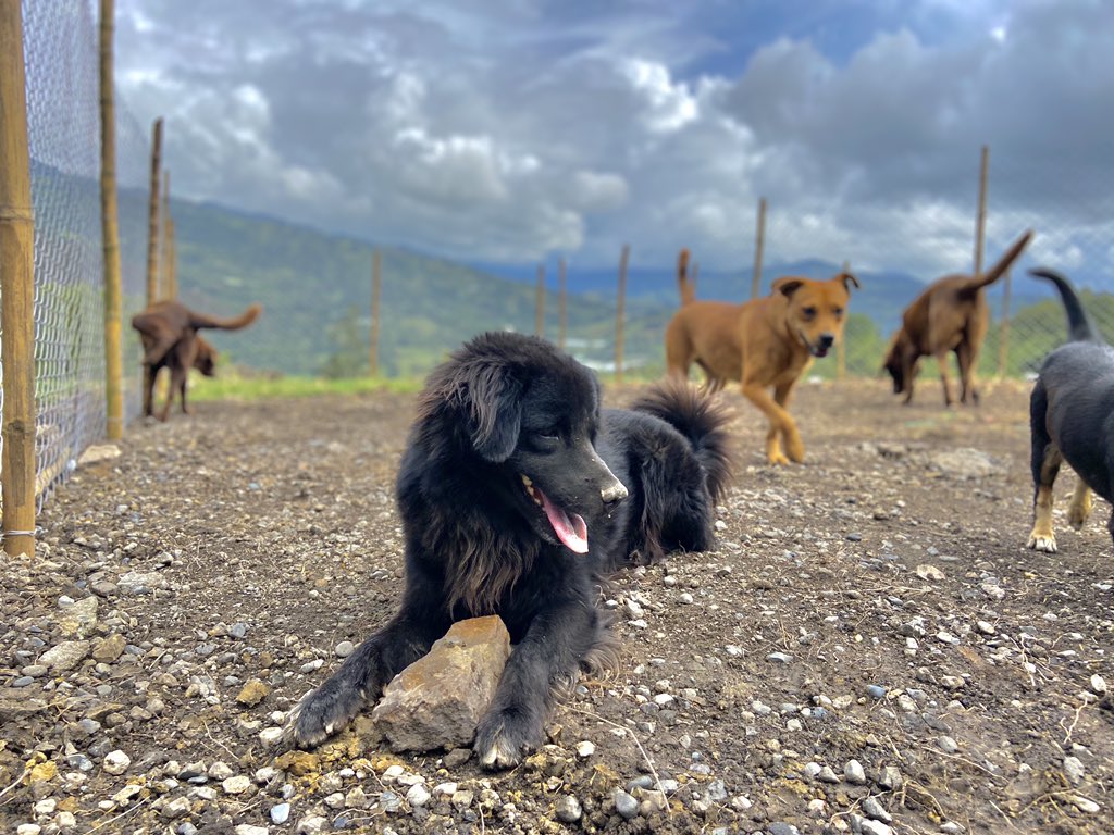 AlcaldiaChoachi's tweet photo. #HotelCanino #BienestarAnimal . La Administración Municipal, dispuso un espacio digno, un veterinario y un cuidador permanente para la atención de los perritos. Se continuará trasladando a este lugar a las mascotas que de manera irresponsable, dejan abandonadas en las calles. https://t.co/onPYVAAmUk
