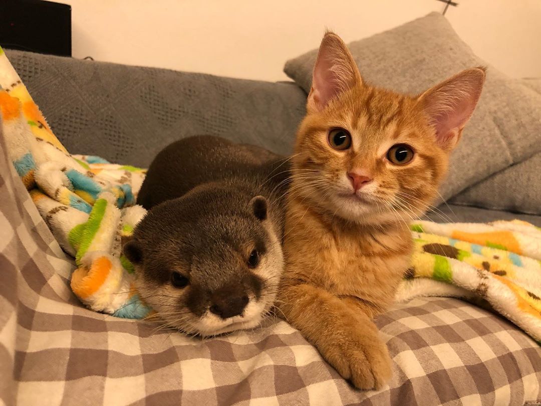 9GAG's tweet photo. Snuggle buddy

📸 @kawauso_sakura https://t.co/Pz78U66Mzj