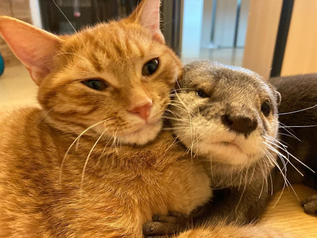 9GAG's tweet photo. Snuggle buddy

📸 @kawauso_sakura https://t.co/Pz78U66Mzj