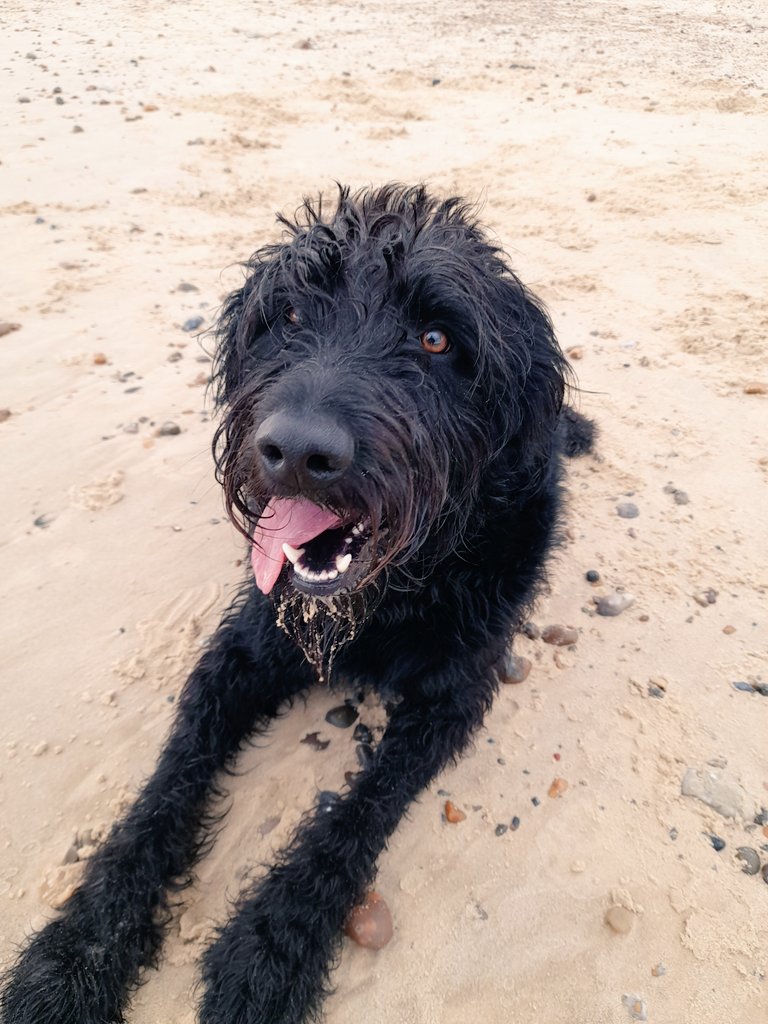 LittleMeThatter's tweet image. Day5 #10kstepchallenge was alot colder today. Seen my Buddy. 🐶😃