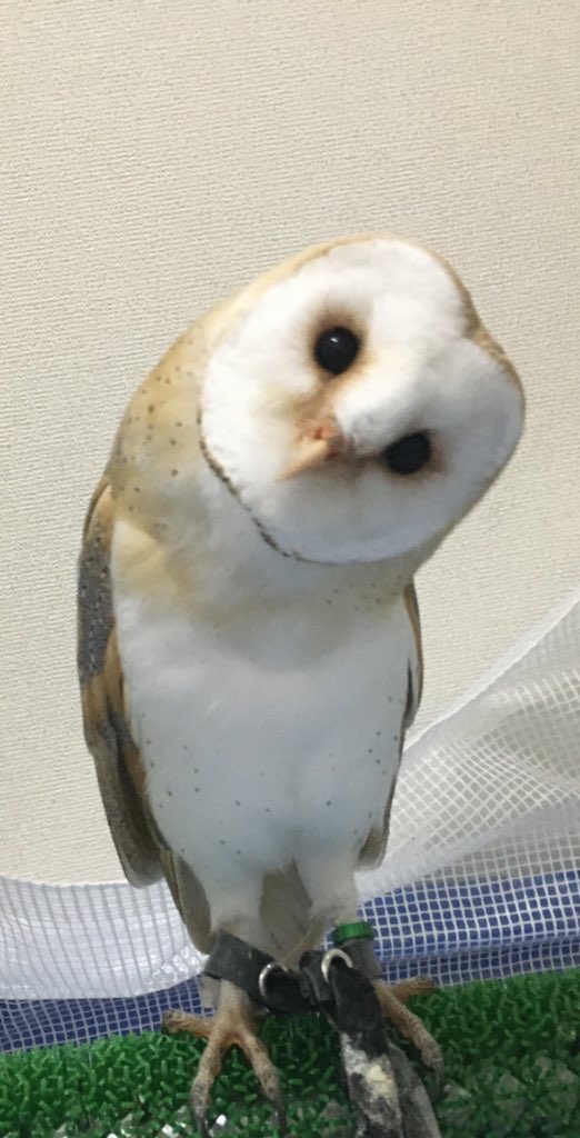 全日本フクロウ首傾げ選手権