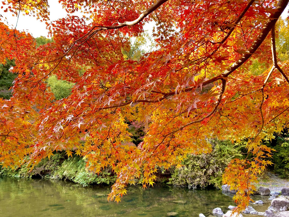 enjoy_expo's tweet photo. 万博記念公園もみじの滝周辺の紅葉。（2020.11.13撮影） https://t.co/AmfvfkWVPS