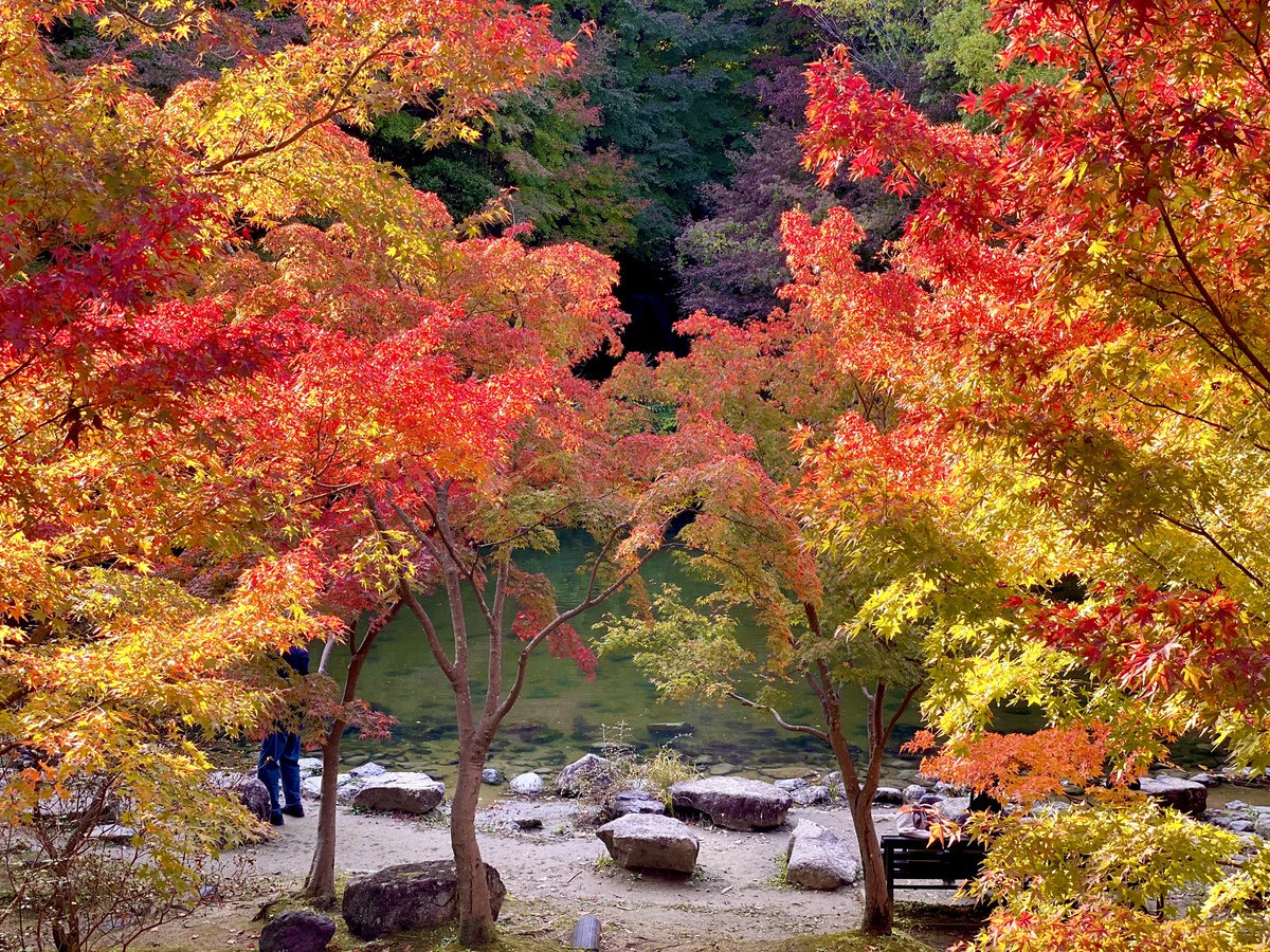 enjoy_expo's tweet photo. 万博記念公園もみじの滝周辺の紅葉。（2020.11.13撮影） https://t.co/AmfvfkWVPS