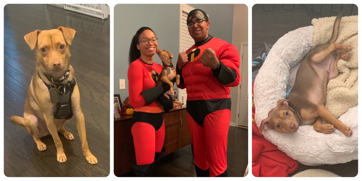 DukeSurgRes's tweet photo. Meet the GOD OF THUNDER ⚡️,  Zeus Rucker, and his incredible parents @AJustinRucker2 and Krystina Quow. @DukeSurgery @DukeDermatology @SavingGraceNC #LittleBody #BigPersonality #PetTherapy #AdoptDontShop https://t.co/K5QWDem3D1