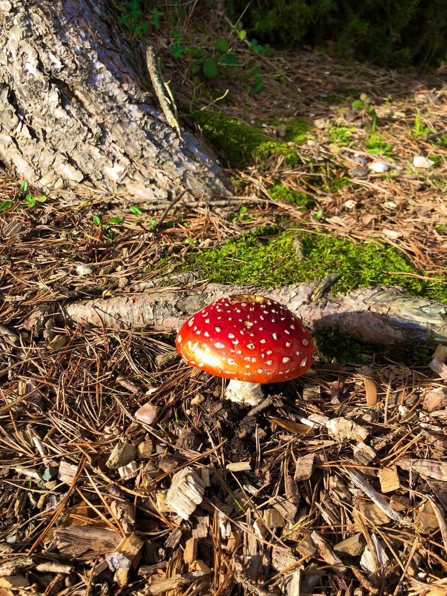 Adam98Jackson's tweet photo. 🍄 https://t.co/kOSzyo3ehG
