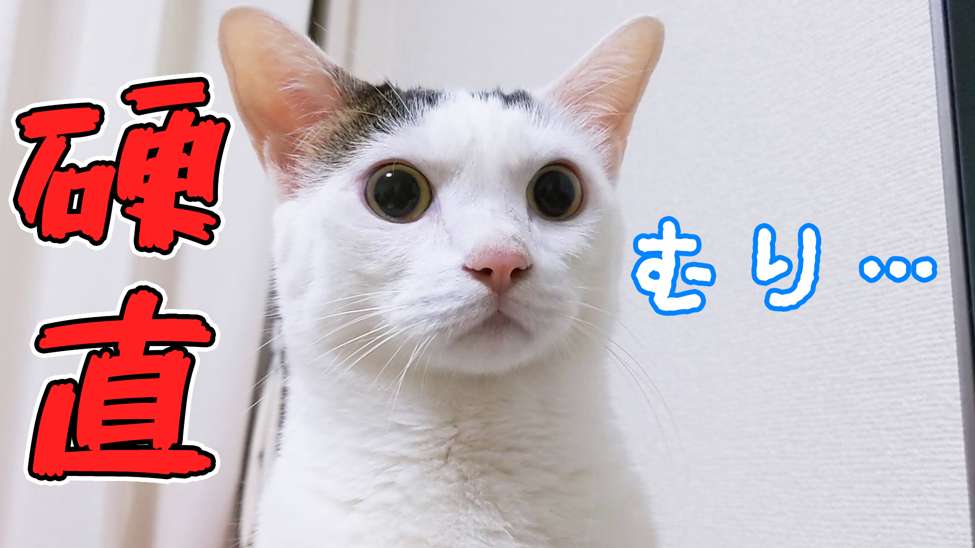 Twitter এ ねこほうママ 今日の動画です 突然のルンバのエラー音にビビリまくるチロっさん おめめクリックリです T Co Xgwaacgh2k 猫 ルンバ Youtube T Co Xubgwyq8vv ট ইট র