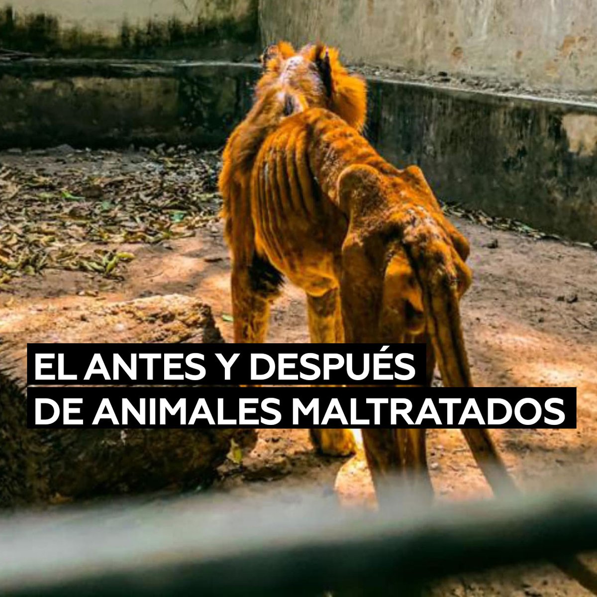 Muestran el antes y después de animales maltratados en un zoo, image size:1200x1200