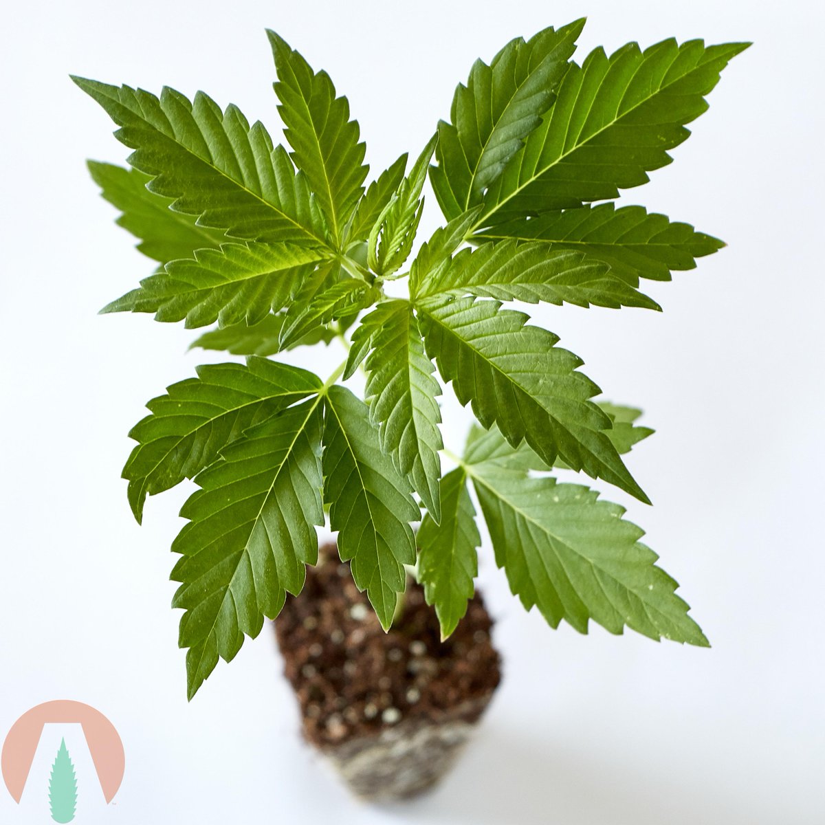 AlterraHemp's tweet photo. Have you ever seen a more perfect set of fan leaves? #ShowUsYourFlowers #HempFlower #CBDFlower #HempFarmer #HempGenetics #HempSeeds #AmericanHemp #CBD #Cannabis #CannabisCommunity #HempStartsHere #AlterraHemp #HempClones  #CBGClones #CBDClones #Hemp #ArizonaHemp #CaliforniaHemp https://t.co/wkmfsmM0Sq