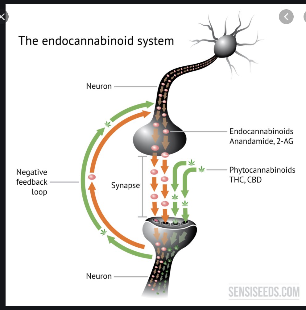 These endocannabinoids are storage and signaling molecules that are created inside the human body. These little buggers are what cannabis mimics whenever you smoke or eat it. The two naturally occurring cannabinoids in the body are anandamide and 2-AG