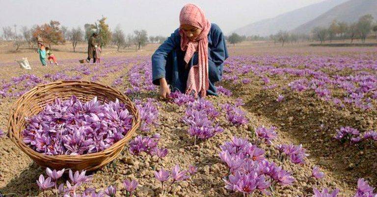 authindia's tweet photo. JKTPO and @USISPF invite saffron traders of J&amp;K to join a virtual event scheduled on November 18 at @IndiainNewYork 
https://t.co/aWeFSo9c2Y
 @AlPallavi @PoojaB1972 @reshii @PropitiousOn3O https://t.co/pQaeYOHCfo